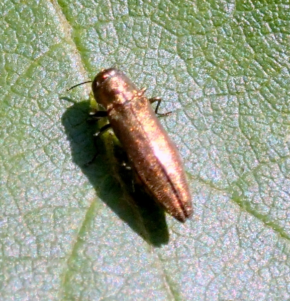 Buprestidae - Agrilus viridicaerulans ssp. rubi (cfr.)